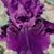 Melodye DeRoin's profile image