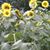 Jennifer Mulroy Schneider's profile image
