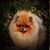 Gina Williams's profile image