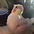 Tiffany Mikkelson's profile image