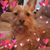 Lauri Hurst Kent's profile image