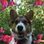 Ditra Lankford's profile image