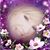 Janet Allen's profile image