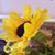 Pamala Flaishans's profile image