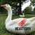 R Brian Sekol's profile image