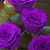 Cynthia Cahoe's profile image
