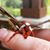 Christine Boucher-Davis's profile image