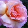 Suzy G.'s profile image