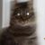 Annie Di Lorenzo's profile image