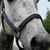 Maggie Asbach-Bornatsch's profile image