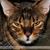 Enola Jones's profile image