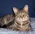 Brandy Alden's profile image