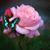 Joleen Heuback's profile image