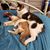 Janice Bergeron's profile image
