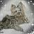 Adele Caluori's profile image
