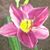 Fran Pfister Bacchieri's profile image