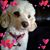 Rhonda Johnson Lamastus's profile image