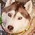 Iris Sinclair's profile image