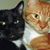 Pat Colucci's profile image