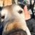 Blu Belle's profile image