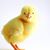 Susan Morse Sawin's profile image