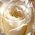 Anita Adams's profile image