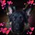 Maria Rossi Aquilino's profile image