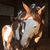 Lesley Blackmore's profile image