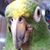 Brenda Martin Laws's profile image