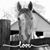 Deborah Pinto Grieves's profile image