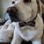 Patti Couling's profile image