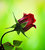 Jenny R.'s profile image