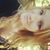 Elizabeth Willow's profile image