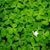 Andrea Piscitelli Narciso's profile image