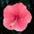 Sharon Thompson's profile image