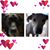 Carrie Macha's profile image