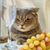 Kathy Blue's profile image