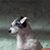 Page Fox's profile image