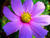 Mary D.'s profile image