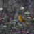 Hannele Gauthier's profile image