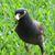 Tery Steelman's profile image