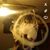 Lion Kelling's profile image