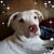 Lisa Carroll's profile image