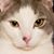 Rob E Allison's profile image