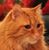 Rl Schultz's profile image