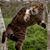 Jenean Lanterman Thomas's profile image