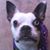 Sue Mercier's profile image