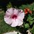 Tricia Young's profile image
