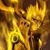 Dani Varvas's profile image