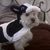 M'Chele LaBelle Squire's profile image